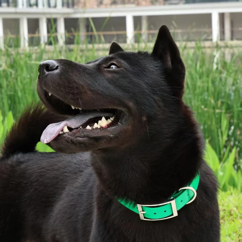Collier pour chien en TPU robu - Hunting Dog Outdoor avis et prix